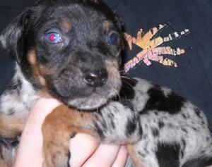 BeautifulNALCCatahoulaPuppies